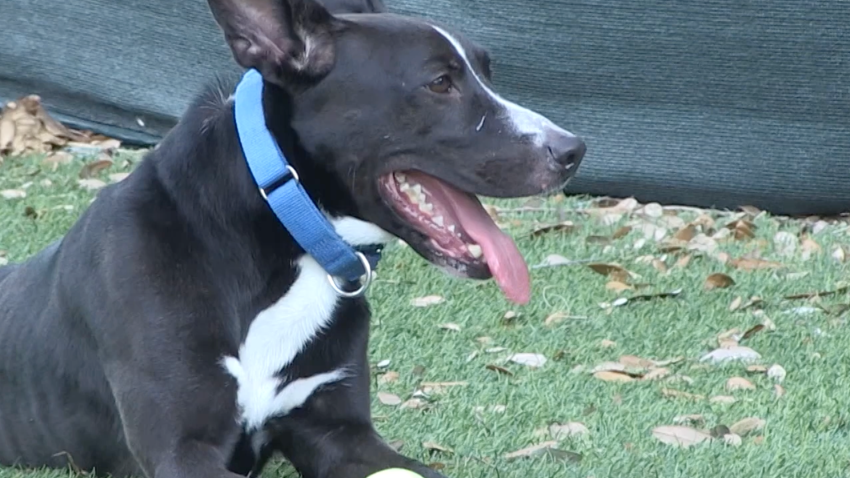 Cali es una perrita que ha vivido 818 en el albergue de Humane Society of Greater Miami.